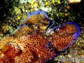 scuba diving photo