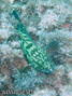 scuba diving photo