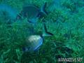 scuba diving photo