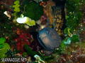 scuba diving photo