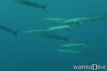 scuba diving photo