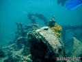 scuba diving photo