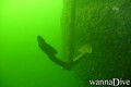scuba diving photo