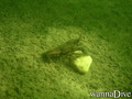 scuba diving photo