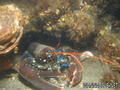 scuba diving photo
