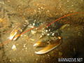 scuba diving photo