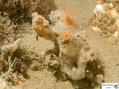 scuba diving photo