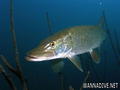scuba diving photo