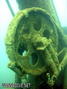 scuba diving photo