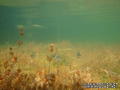 scuba diving photo
