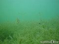 scuba diving photo