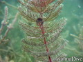scuba diving photo