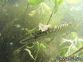 scuba diving photo
