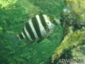 scuba diving photo