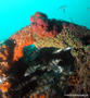 scuba diving photo