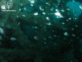 scuba diving photo