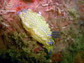 scuba diving photo