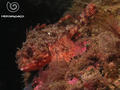 scuba diving photo