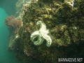 scuba diving photo