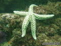scuba diving photo