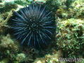 scuba diving photo