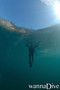 scuba diving photo