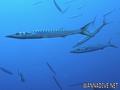 scuba diving photo