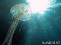 scuba diving photo
