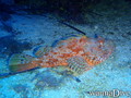 scuba diving photo