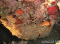 scuba diving photo