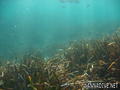 scuba diving photo