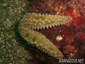 scuba diving photo