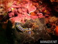 scuba diving photo