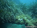 scuba diving photo