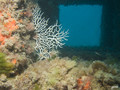 scuba diving photo
