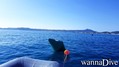 scuba diving photo