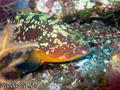 scuba diving photo