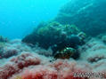 scuba diving photo