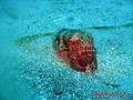 scuba diving photo