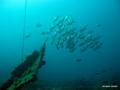 scuba diving photo