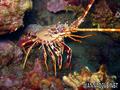 scuba diving photo