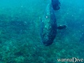 scuba diving photo