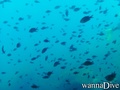 scuba diving photo