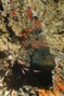 scuba diving photo
