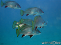 scuba diving photo