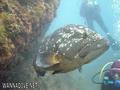 scuba diving photo