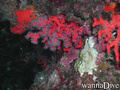scuba diving photo