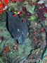 scuba diving photo