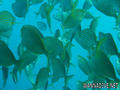 scuba diving photo