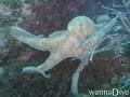 scuba diving photo